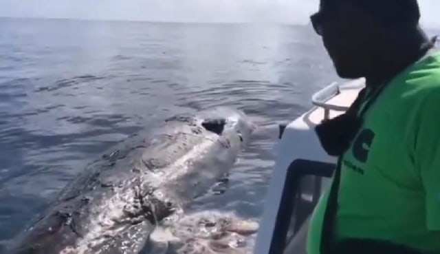 Bangkai paus sperma saat dilepas ke laut - IST