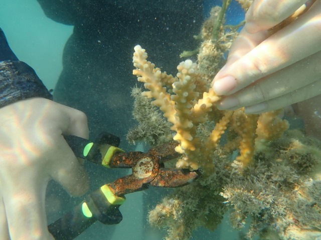 Kerusakan Laut dan Wilayah Konservasi Oleh Wisatawan (658871)