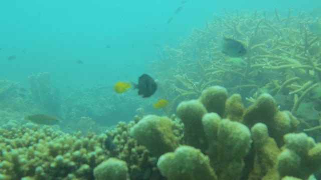 Pesona Mutiara Khatulistiwa CAL Kepulauan Karimata Sebagai ‘Citizen Science' (359343)