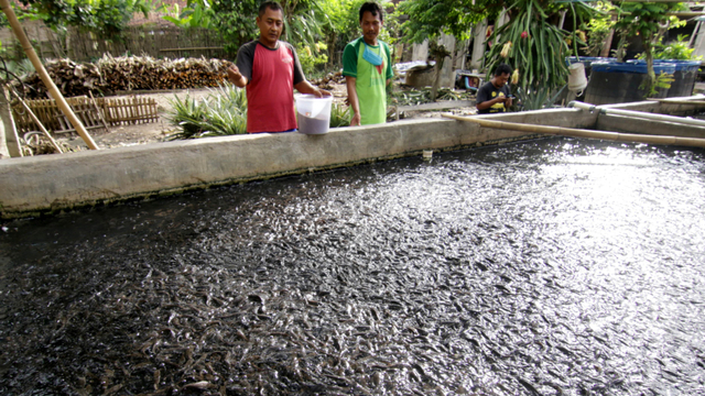 Pekerja memberi makan ikan lele yang dibudidaya di Kedung Gebang, Banyuwangi, Jawa Timur. Foto: Budi Candra Setya/Antara Foto