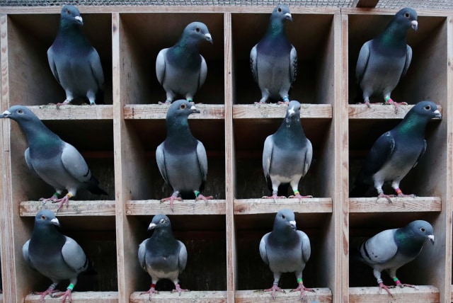 Merpati terlihat di rumah lelang Belgia untuk merpati balap Pipa di Knesselare, Belgia. Foto: Yves Herman/REUTERS