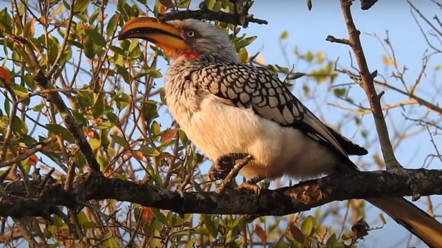 Rangkong Paruh Kuning Selatan (Tockus leucomelas). Foto: Screen Youtube/Stories of the Kruger