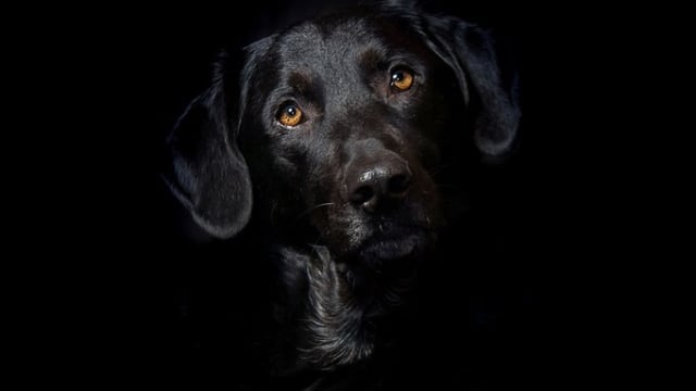 Anjing Labrador Hitam. Foto: 4924546 from Pixabay