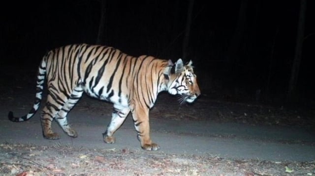 Walker, harimau India yang catat rekor perjalanan 3.000 km. Foro: Parveen Kaswan via Twitter