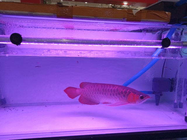 Arwana Super Red milik penghobi ikan hias asal Surabaya, Willy Trisno. Willy mematok ikan ini dengan harga Rp 12 juta per ekor. Foto: Masruroh/Basra