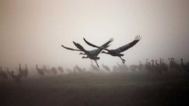 Foto: Potret Migrasi Burung Crane yang Sempat Tertunda Akibat Perubahan Iklim (10844)