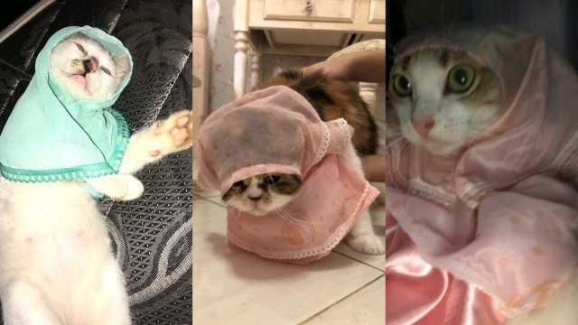 Viral Hijab untuk Kucing Dijual di Online Shop, Netizen, Halo Ukhti Foto: dok. Twitter @txtdarionlshop