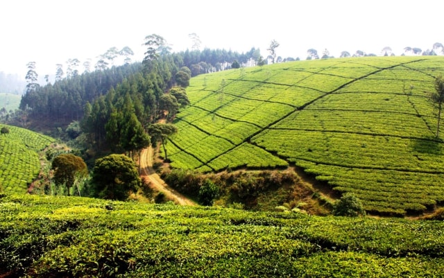 Teh Maroko, Potensi untuk Indonesia? (39200)