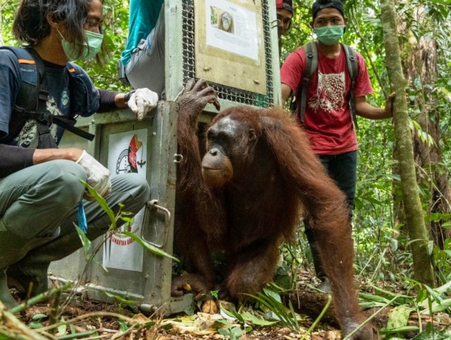 Kisah 5 Orangutan yang Kembali ke Habitatnya di Alam Liar Hutan Hujan Kalimantan (14357)