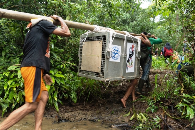 Kisah 5 Orangutan yang Kembali ke Habitatnya di Alam Liar Hutan Hujan Kalimantan (14359)