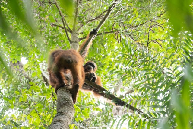 Kisah 5 Orangutan yang Kembali ke Habitatnya di Alam Liar Hutan Hujan Kalimantan (14360)