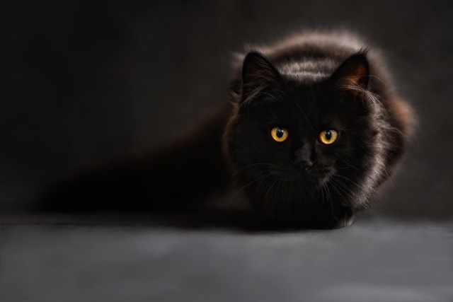 Ilustrasi kucing, dok: pixabay