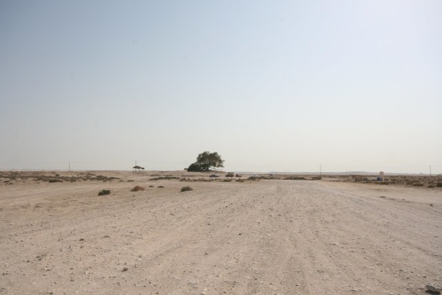 Pohon ‘Physical Distancing’ Itu Menyendiri di Bahrain (129332)