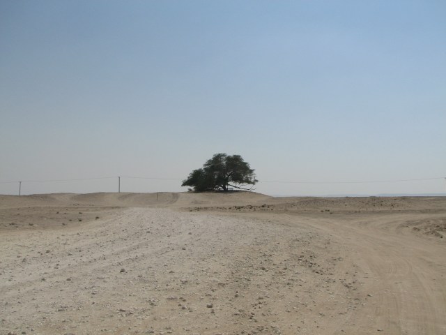 Pohon ‘Physical Distancing’ Itu Menyendiri di Bahrain (129335)