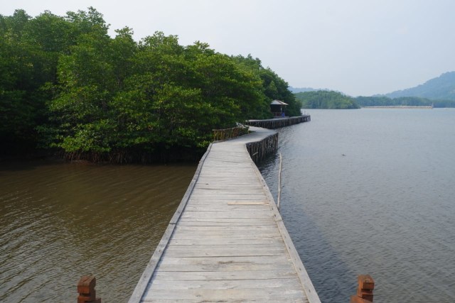 Menikmati Wisata Sensasi Forest Healing di Hutan Mangrove Petengoran, Pesawaran (42964)