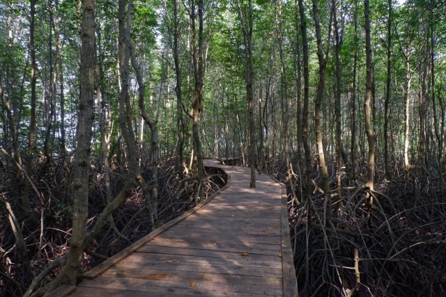 Menikmati Wisata Sensasi Forest Healing di Hutan Mangrove Petengoran, Pesawaran (42965)