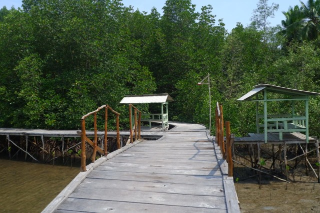 Menikmati Wisata Sensasi Forest Healing di Hutan Mangrove Petengoran, Pesawaran (42966)