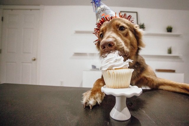 Ilustrasi anjing makan kue Foto: Dok.Pixabay