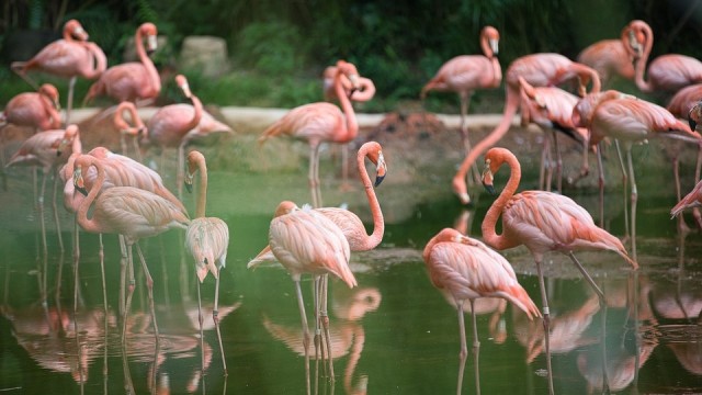 Fakta Unik Burung Flamingo: Mampu Berdiri dengan Satu Kaki (47107)