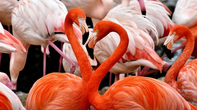 Fakta Unik Burung Flamingo: Mampu Berdiri dengan Satu Kaki (47108)