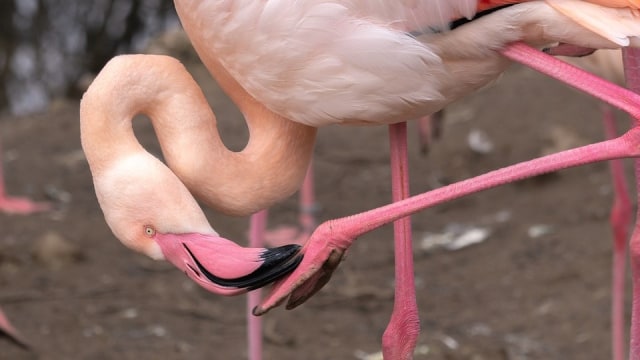 Fakta Unik Burung Flamingo: Mampu Berdiri dengan Satu Kaki (47109)