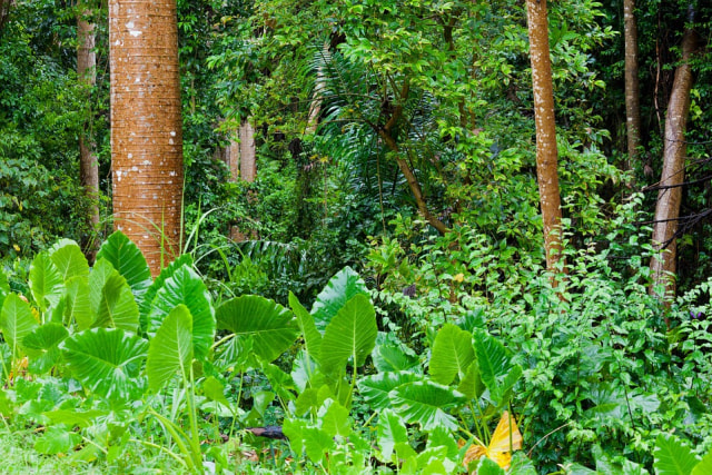 Penelitian Terbaru: Beberapa Hutan Tropis Tangguh terhadap Perubahan Iklim (52433)