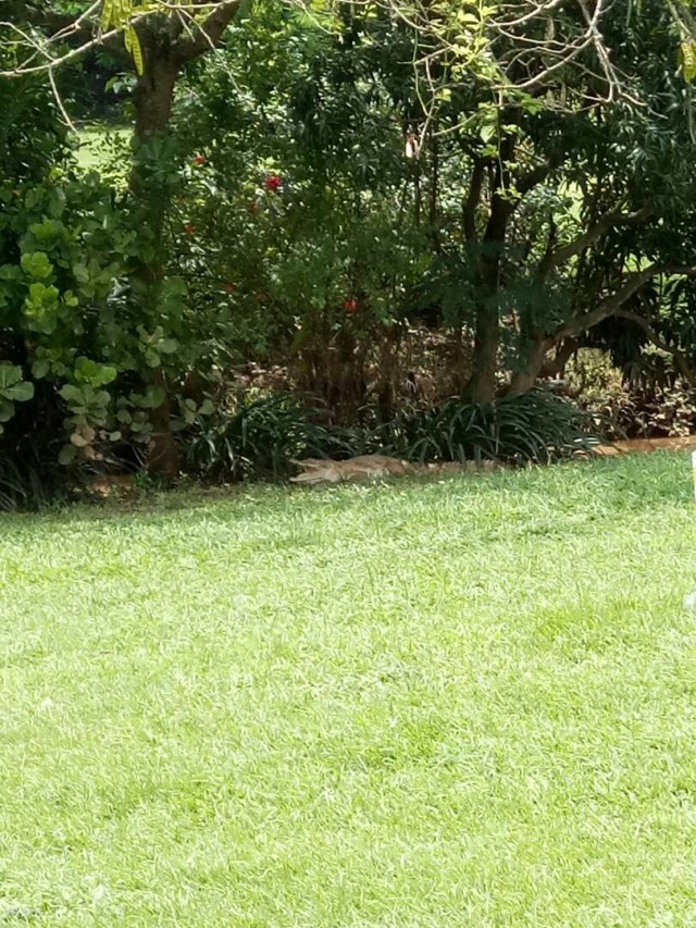 Millennium Park: Permata Hijau di Afrika Barat (124982)