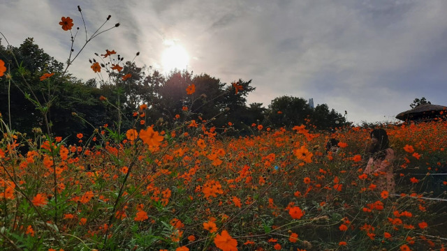 Foto: Pesona Ladang Bunga Olimpic Park, Populer di Korea Selatan (44400)