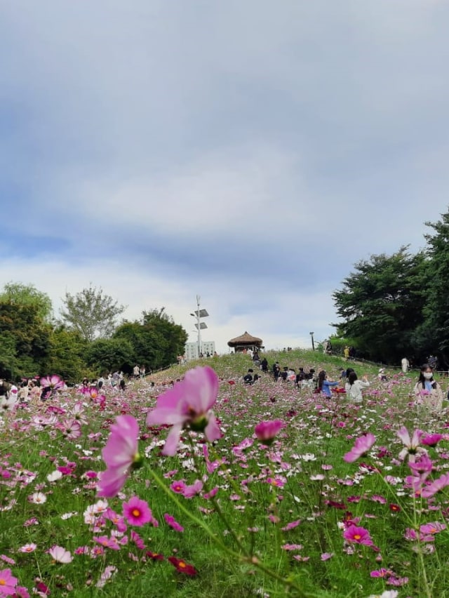 Taman bunga Olimpic Park Seoul, Korea Selatan. Foto: Khiththati/acehkini 