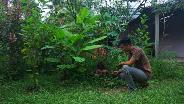 Foto: Bunga Bangkai Tumbuh di Pekarangan Rumah Warga Palembang (22195)