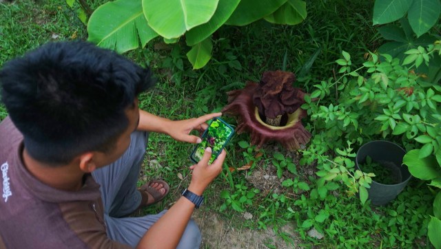 Foto: Bunga Bangkai Tumbuh di Pekarangan Rumah Warga Palembang (22197)