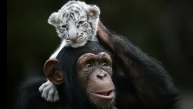 Anjana si simpanse dan bayi beruang putih. Foto: Screen Youtube/bouju1