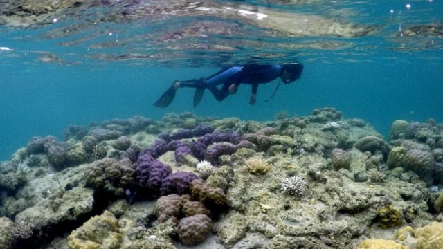 Mau Coba Snorkeling Pertama Kali? Ini 7 Hal yang Harus Kamu Perhatikan (76810)