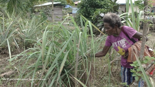 Mama Orpa Nauw sedang menengok tanaman-tanaman sereh wangi yang tumbuh subur di pekarangannya. Foto: Muhammad Syukron Makmun/EcoNusa