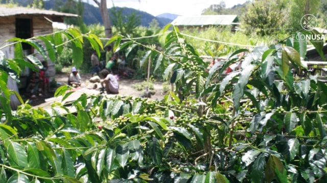 Tanaman kopi tumbuh subur di pekarangan warga di Paniai. Foto: Tardi Sarwan/EcoNusa