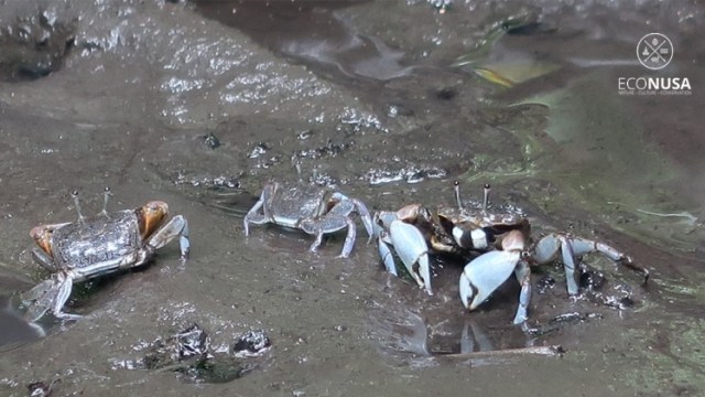 Bayi-bayi kepiting di ekosistem mangrove Sorong Selatan. Foto: Ehdra Beta Masran/EcoNusa