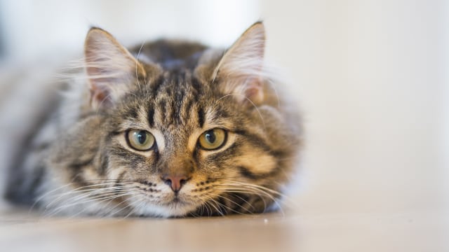10 Jenis Makanan dan Minuman Sebaiknya Tak Diberikan pada Kucing Peliharaan Kamu (201873)