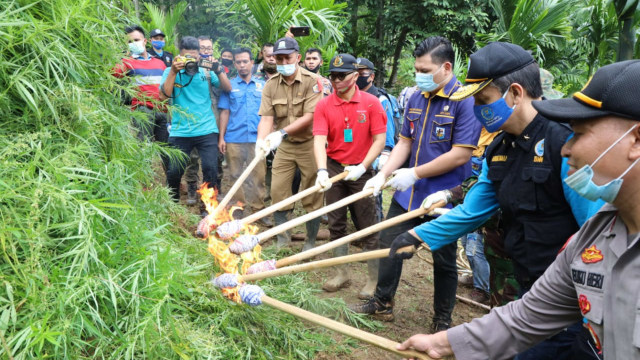 BNN Musnahkan 30 Ribu Batang Ganja di Aceh Utara (256304)