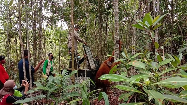 Orangutan tapanuli (Pongo tapanuliensis) dilepasliarkan di CA Dolok Sipirok. Sebelumnya orangutan tersebut berada di areal pemukiman warga di Dusun Padang Bulan, Desa Marsada, Kecamatan Sipirok, Tapanuli Selatan. Foto : BBKSDA Sumut