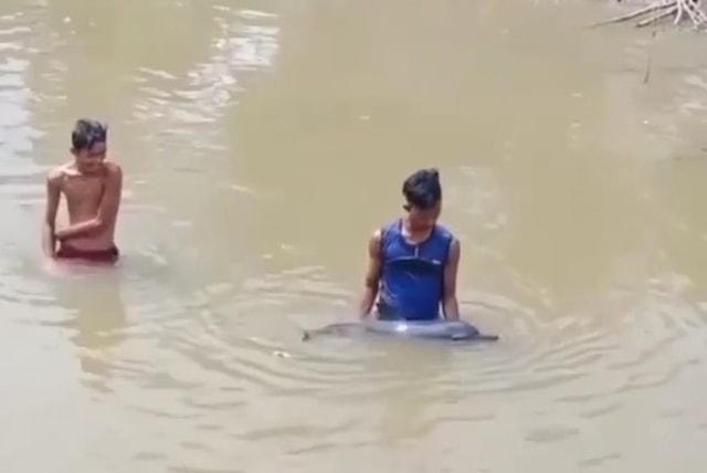 Seekor lumba-lumba ditemukan warga Aceh Timur nyasar di sungai. Foto: Screenshot
