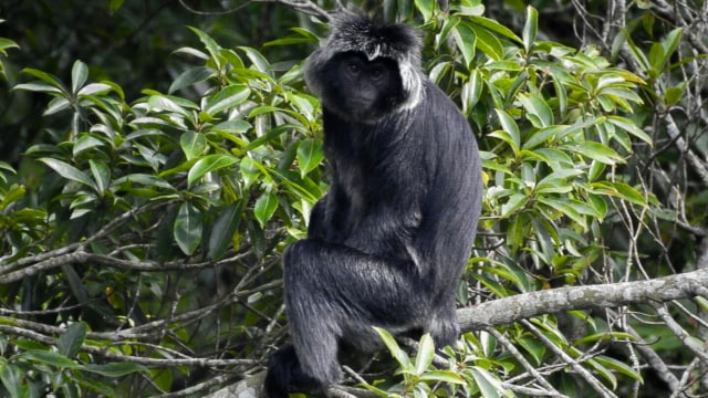 Sejumlah lutung sempat turun di Dusun Pajegan, Tegalmulyo, Kemalang,
Kabupaten Klaten, Jawa Tengah. Foto: Dok. Balai TNGM