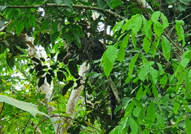 Penampakan induk macan tutul di atas pohon, 3 lainnya berkeliaran di bawahnya. Foto: Jambikita.id