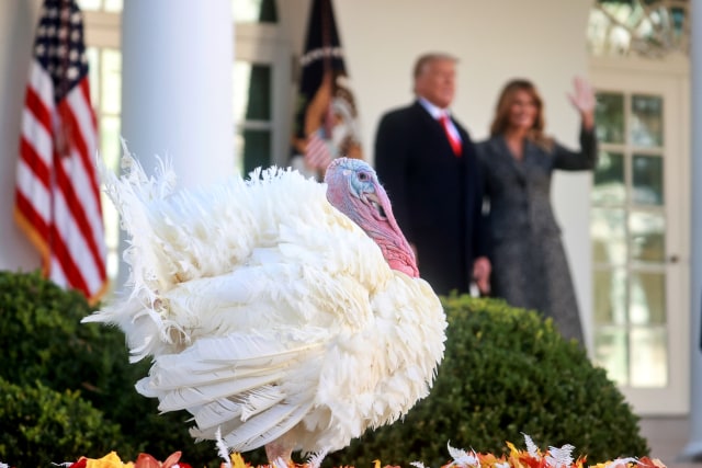 Presiden AS Donald Trump bersama Ibu Negara Melania Trump saat akan 'mengampuni' seekor Kalkun Thanksgiving Nasional, di Rose Garden di Gedung Putih, di Washington, AS, (24/11). Foto: REUTERS/Hannah McKay