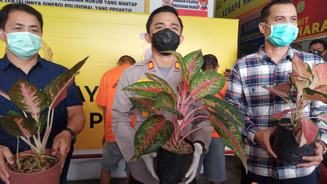 KAPOLSEK Payung Sekaki, AKP Akhmad Rivandy, memperlihatkan tanaman hias aglonema yang dicuri sebanyak 27 tanaman, Rabu (25/11/2020). 