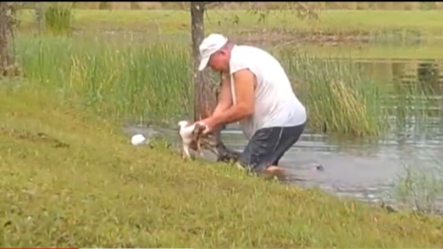 Viral pria asal Florida, Amerika Serikat, selamatkan anjing peliharaanya saat diterkam aligator. (Foto: YouTube/KHOO 11)
