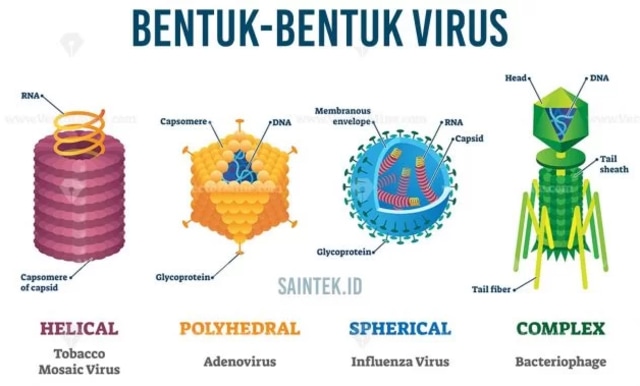 Mengenal Ciri Ciri Virus Dan Struktur Penyusun Tubuhnya | Kumparan.com