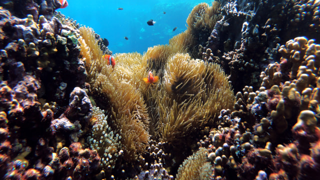 Terumbu karang. Foto: Olga Tsai on Unsplash