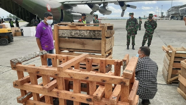 Panglima TNI Kirim 59 Babi Hutan Untuk Perayaan Bakar Batu di Papua (108400)