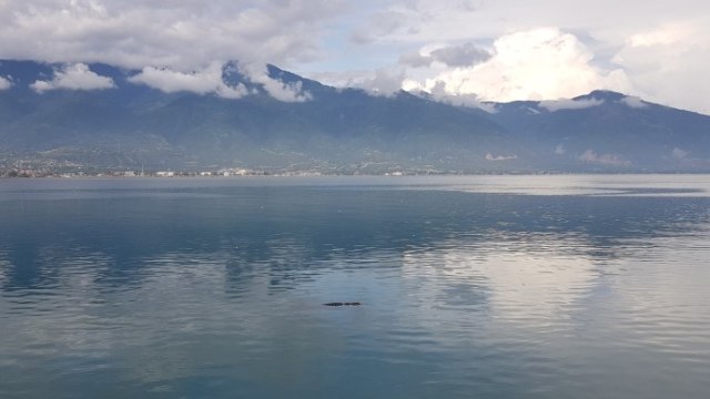 Penampakan buaya di Teluk Palu. Foto: Dok. PaluPoso