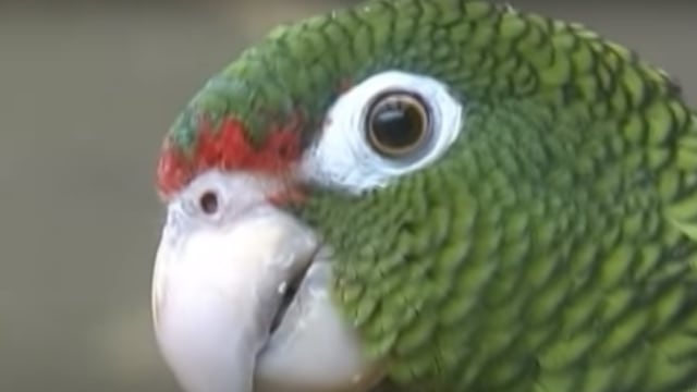 Burung beo Puerto Rico. Foto: Screen Youtube/ParrotsInternational